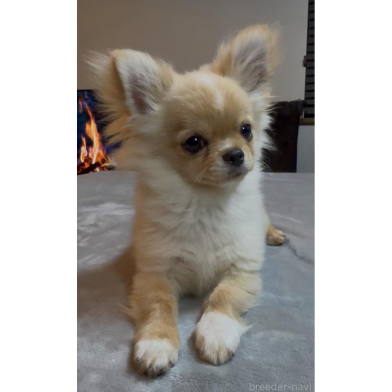 販売中の群馬県のチワワ(ロングコート)-440606の4枚目