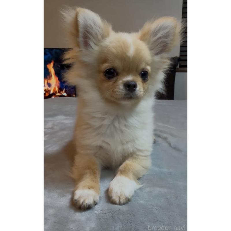 販売中の群馬県のチワワ(ロングコート)-440606の3枚目