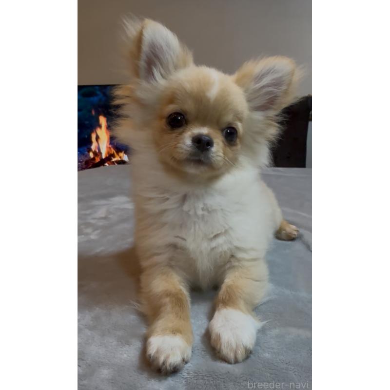 販売中の群馬県のチワワ(ロングコート)-440606の2枚目