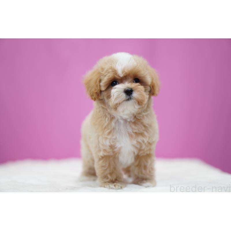 商談中の埼玉県のマルプー:マルチーズ×トイプードル-433049の6枚目