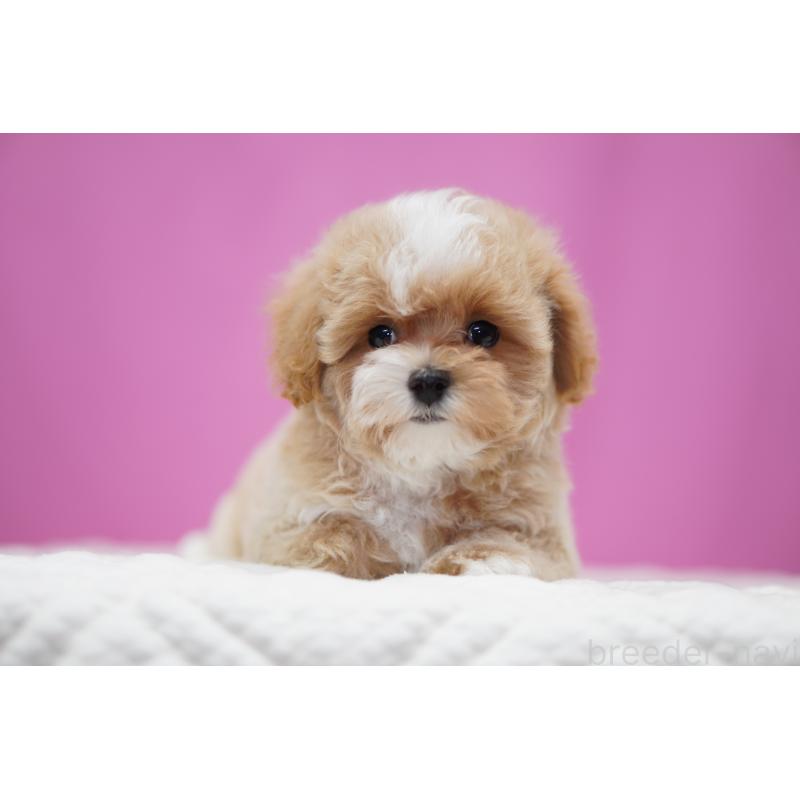 商談中の埼玉県のマルプー:マルチーズ×トイプードル-433049の5枚目