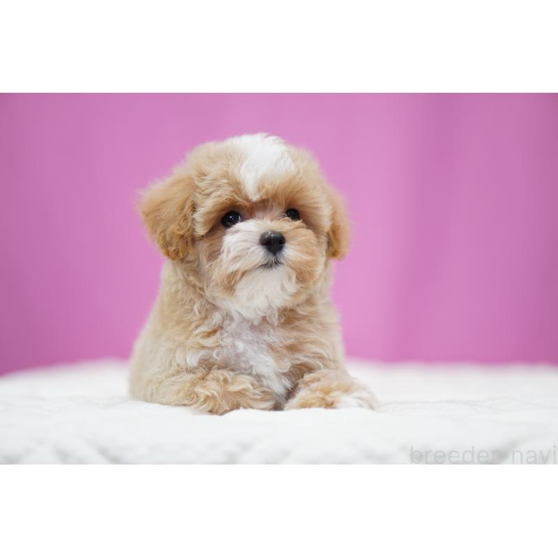 商談中の埼玉県のマルプー:マルチーズ×トイプードル-433049の3枚目