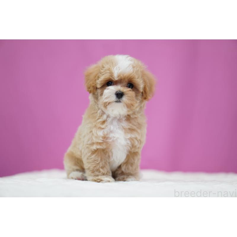 商談中の埼玉県のマルプー:マルチーズ×トイプードル-433049の2枚目