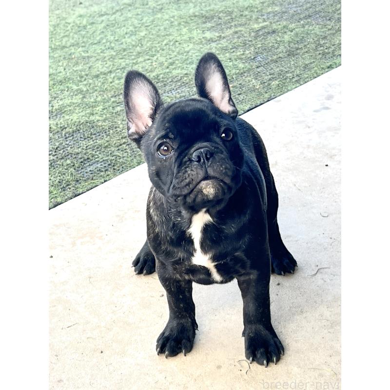 販売中の香川県のフレンチブルドッグ-433660の1枚目