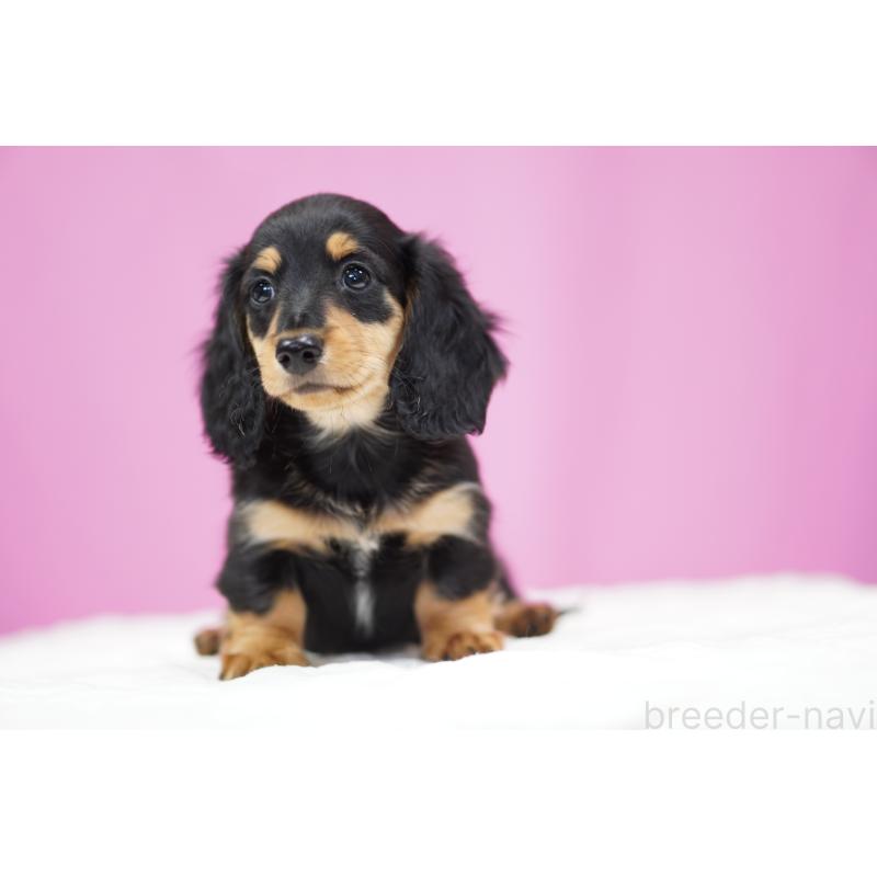 販売中の埼玉県のミニチュアダックスフンド(ロングヘアード)-433907の8枚目