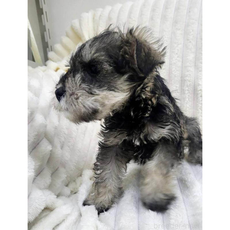 販売中の東京都のミニチュアシュナウザー-435977の4枚目