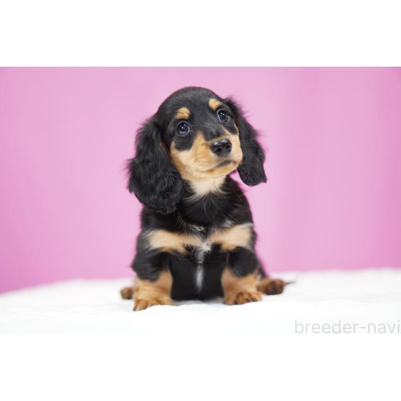 販売中の埼玉県のミニチュアダックスフンド(ロングヘアード)-433907の7枚目