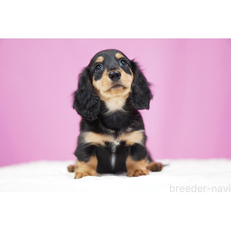 販売中の埼玉県のミニチュアダックスフンド(ロングヘアード)-433907の6枚目