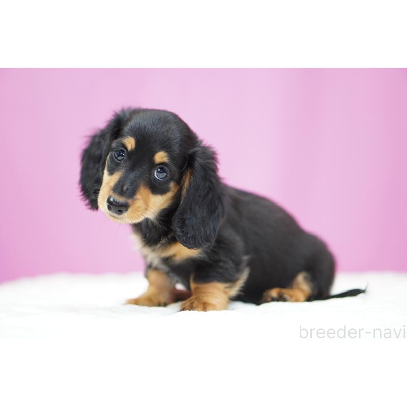 販売中の埼玉県のミニチュアダックスフンド(ロングヘアード)-433907の5枚目