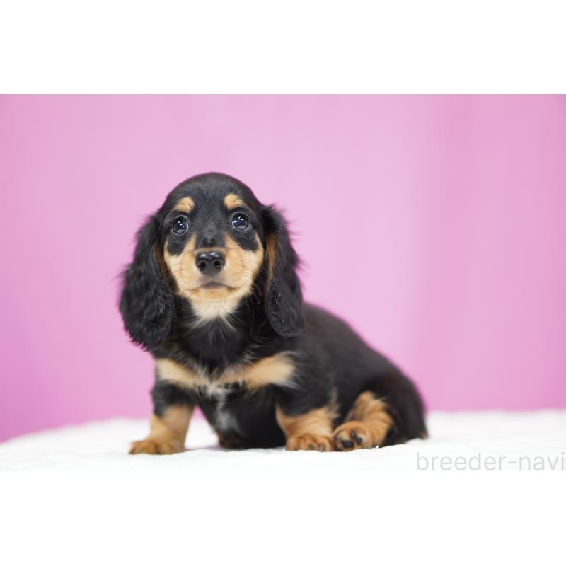 販売中の埼玉県のミニチュアダックスフンド(ロングヘアード)-433907の4枚目