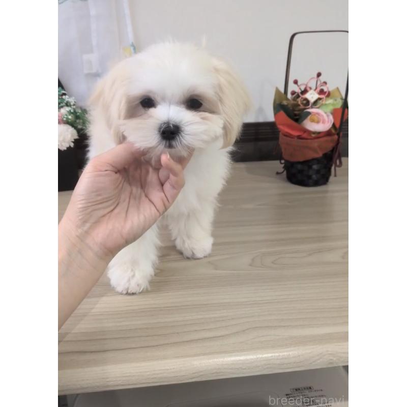 販売中の福岡県のミックス犬-427296の7枚目