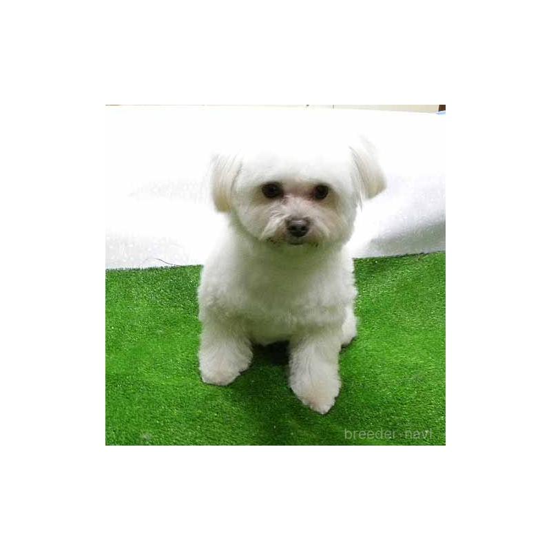 販売中の群馬県のマルキー:マルチーズ×ヨークシャーテリア-363202の6枚目