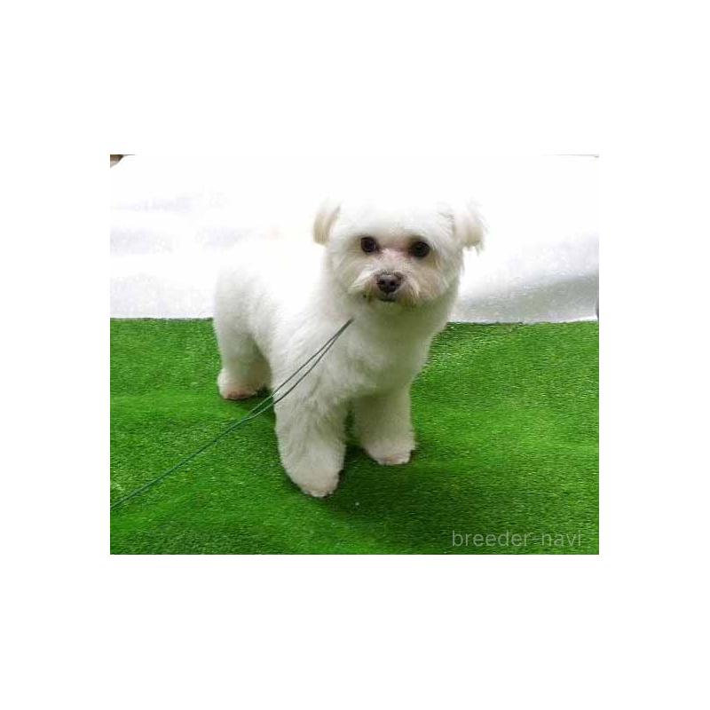 販売中の群馬県のマルキー:マルチーズ×ヨークシャーテリア-363202の5枚目