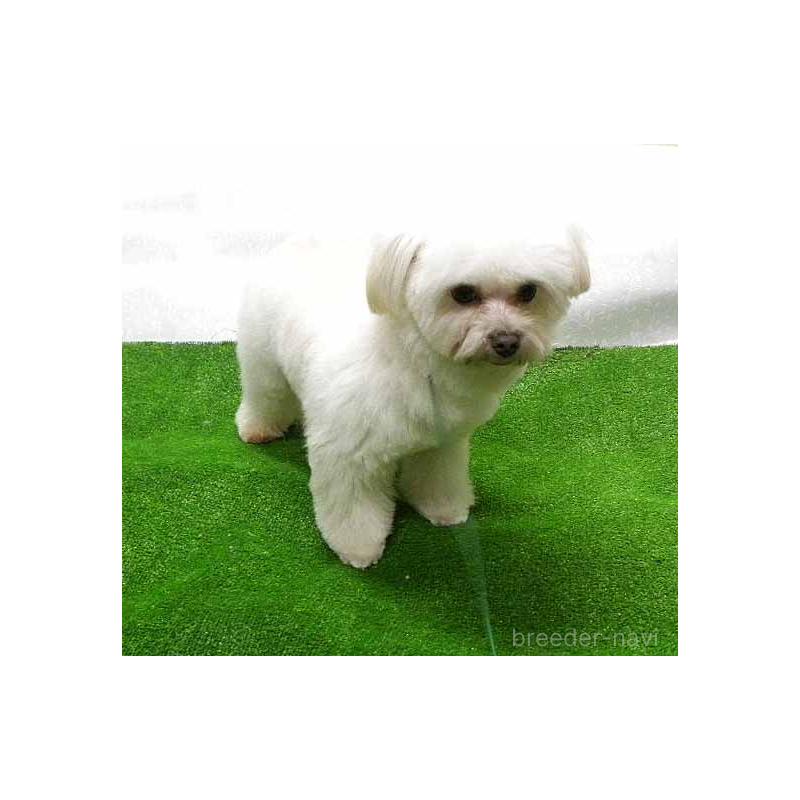 販売中の群馬県のマルキー:マルチーズ×ヨークシャーテリア-363202の4枚目