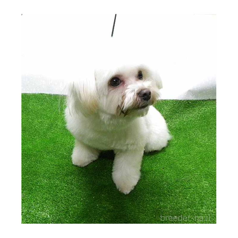 販売中の群馬県のマルキー:マルチーズ×ヨークシャーテリア-363202の3枚目