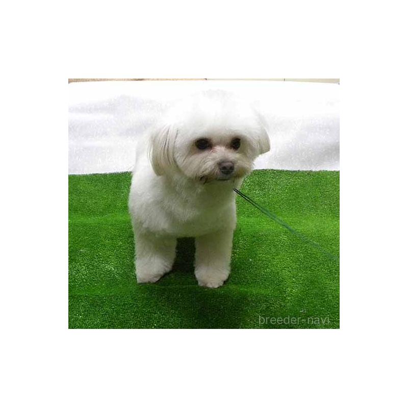 販売中の群馬県のマルキー:マルチーズ×ヨークシャーテリア-363202の2枚目