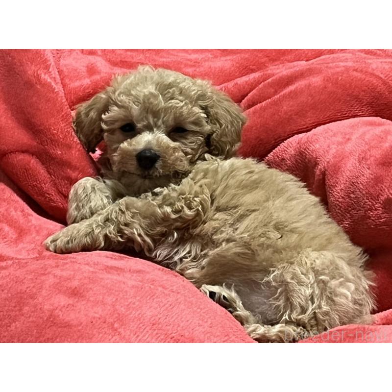 成約済の埼玉県のビションプー:ビションフリーゼ×トイプードル-440607の1枚目