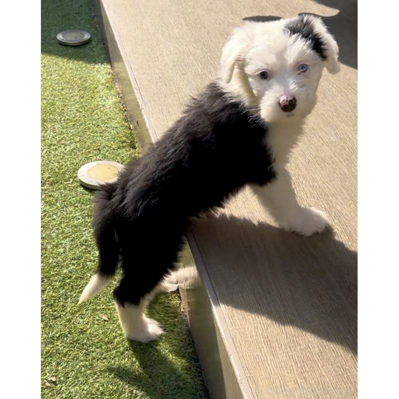 商談中の奈良県のオールドイングリッシュシープドッグ-439045の6枚目