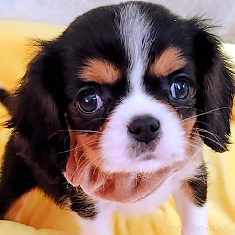 販売中の神奈川県のキャバリアキングチャールズスパニエル-440608の1枚目