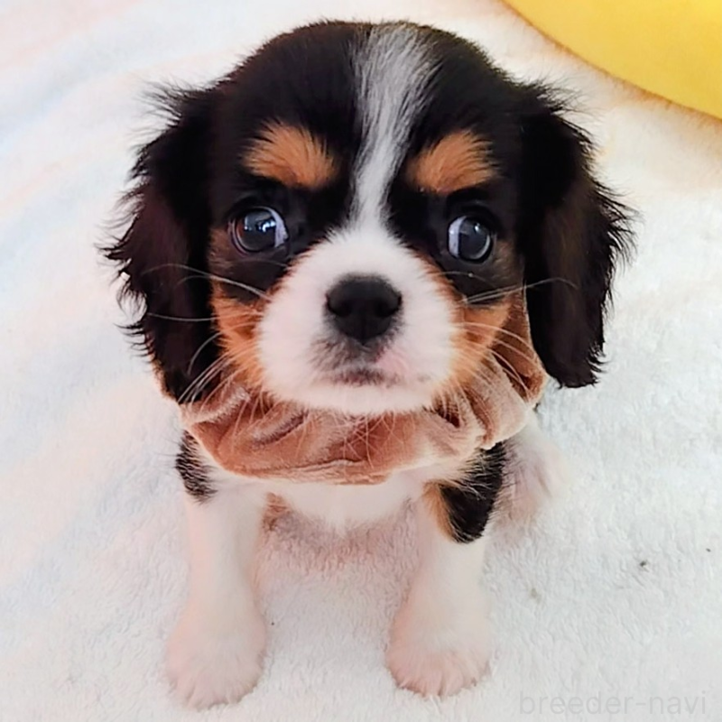 販売中の神奈川県のキャバリアキングチャールズスパニエル-440608の8枚目