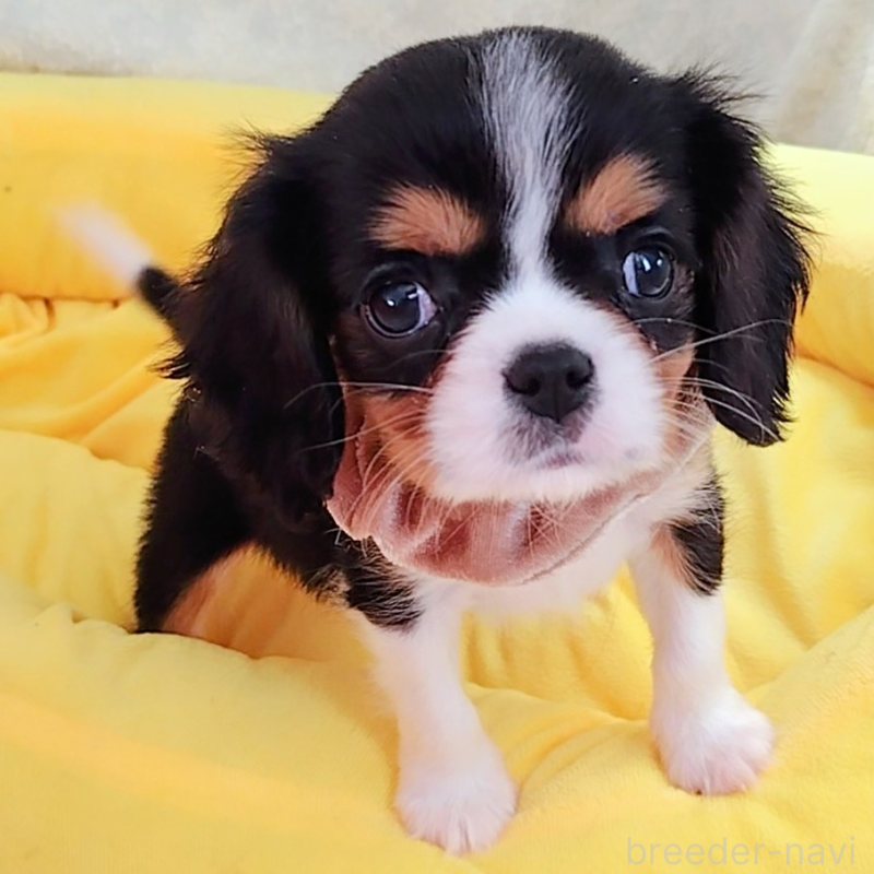 販売中の神奈川県のキャバリアキングチャールズスパニエル-440608の7枚目