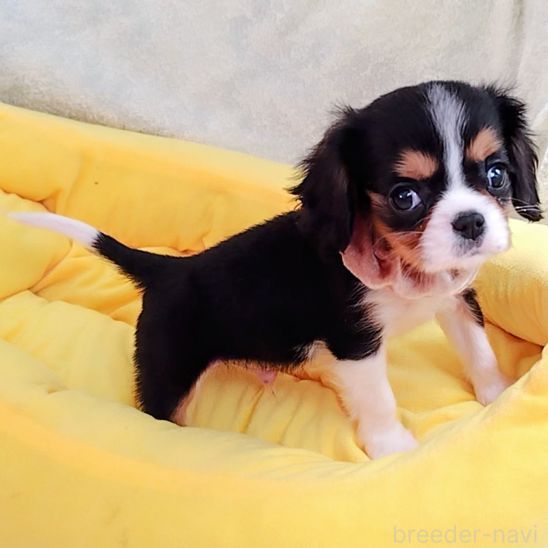 販売中の神奈川県のキャバリアキングチャールズスパニエル-440608の4枚目