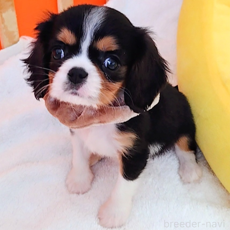 販売中の神奈川県のキャバリアキングチャールズスパニエル-440608の3枚目