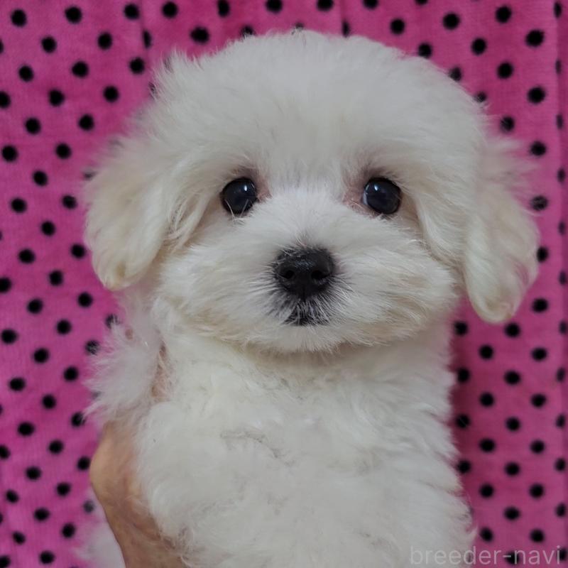 販売中の京都府のマルチーズ-438052