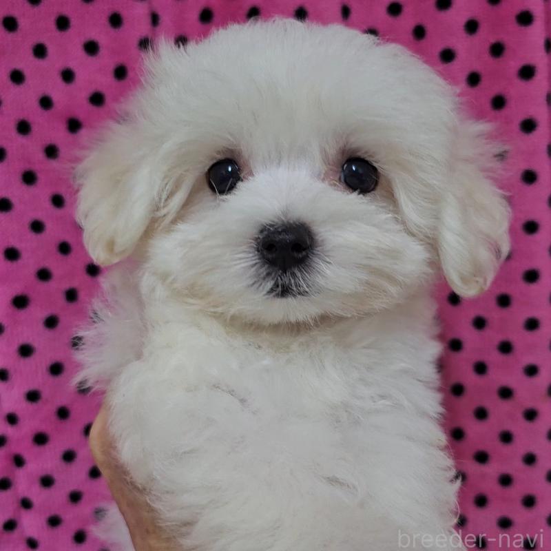 成約済の京都府のマルチーズ-438052の3枚目