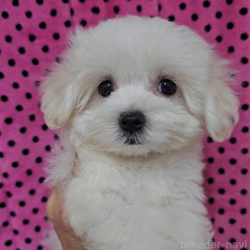 成約済の京都府のマルチーズ-438052の2枚目