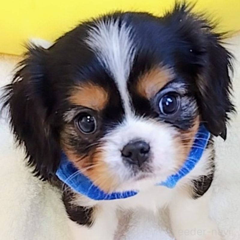 販売中の神奈川県のキャバリアキングチャールズスパニエル-440609