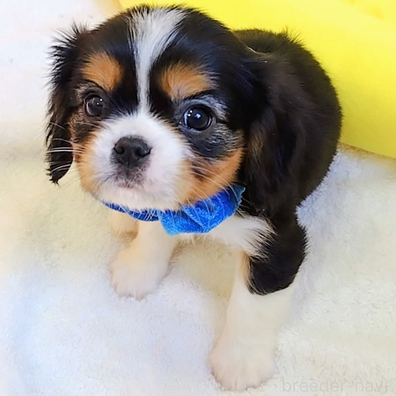 販売中の神奈川県のキャバリアキングチャールズスパニエル-440609の6枚目