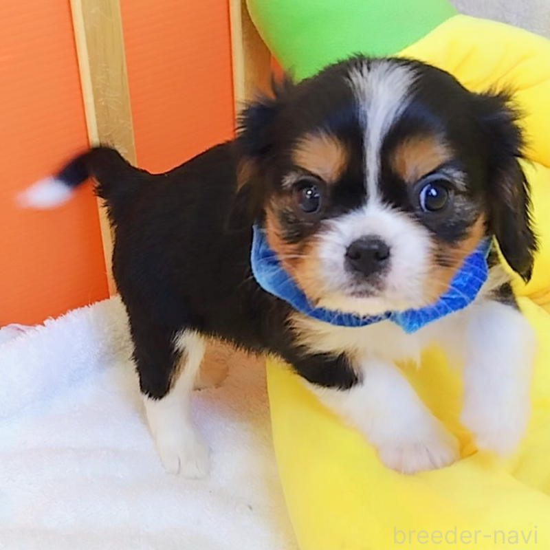販売中の神奈川県のキャバリアキングチャールズスパニエル-440609の5枚目