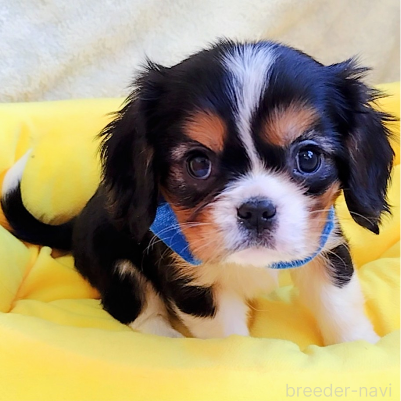 販売中の神奈川県のキャバリアキングチャールズスパニエル-440609の4枚目