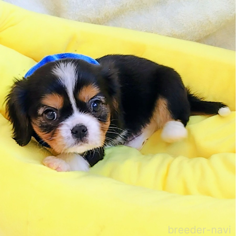 販売中の神奈川県のキャバリアキングチャールズスパニエル-440609の3枚目