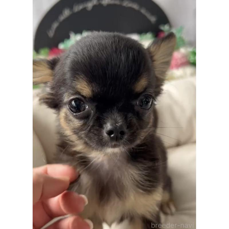 商談中の福岡県のチワワ(ロングコート)-432590の5枚目