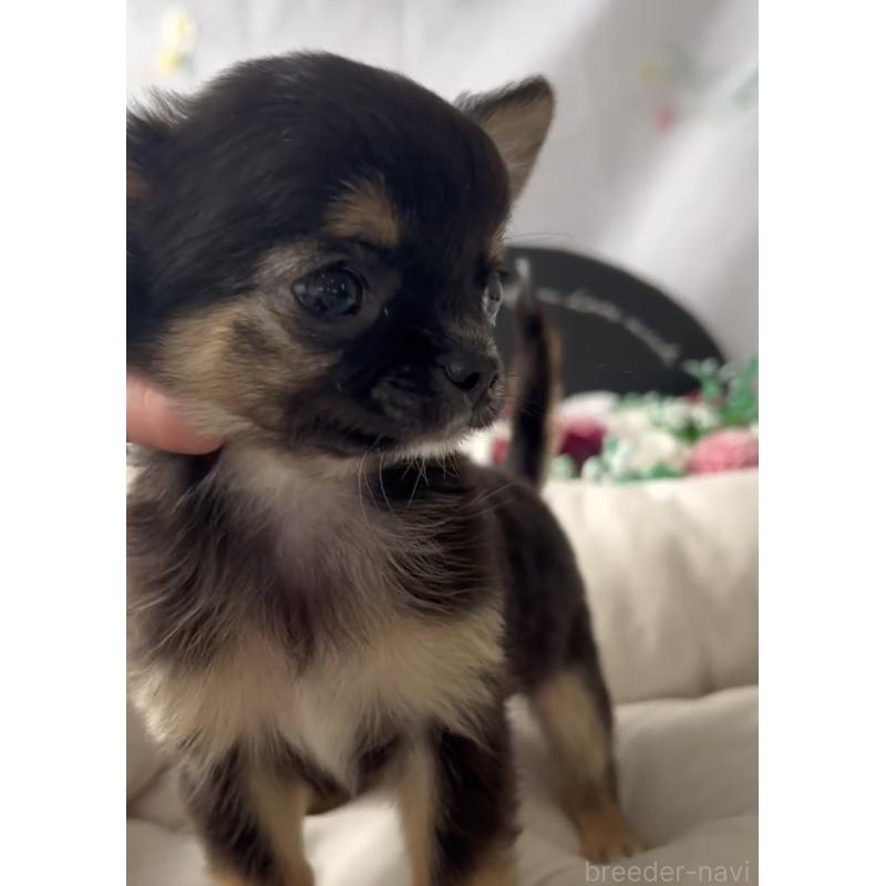 商談中の福岡県のチワワ(ロングコート)-432590の4枚目