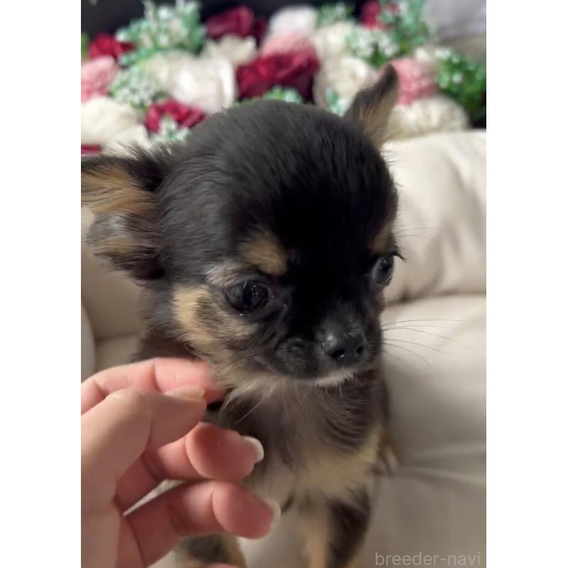 商談中の福岡県のチワワ(ロングコート)-432590の3枚目