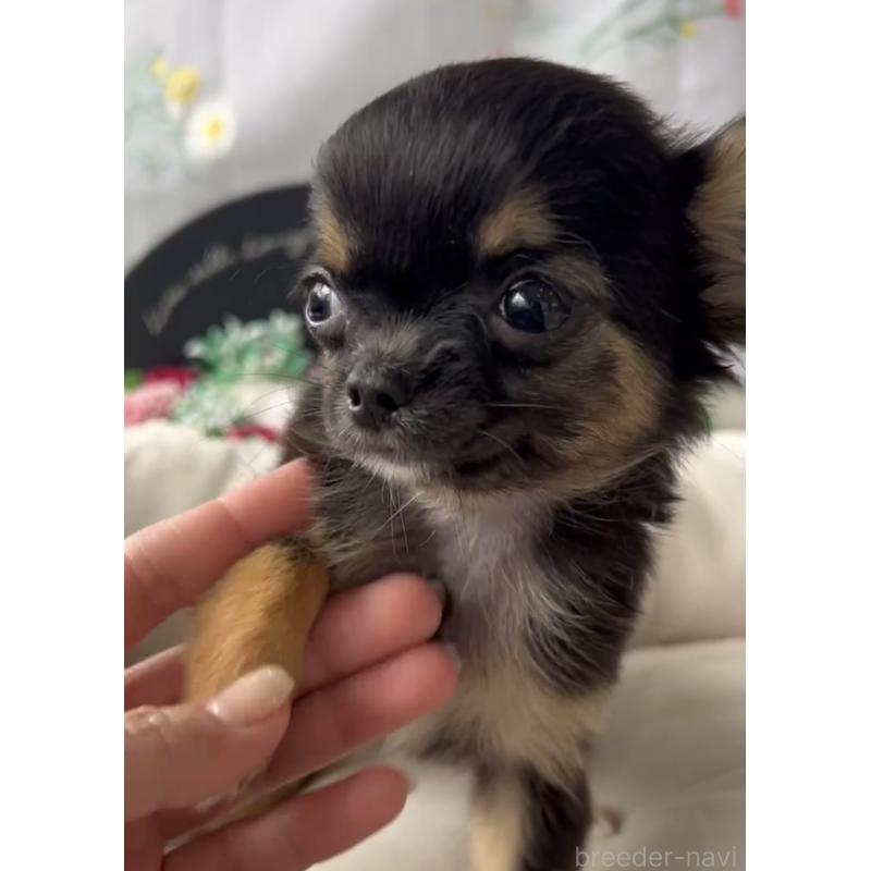 商談中の福岡県のチワワ(ロングコート)-432590の2枚目