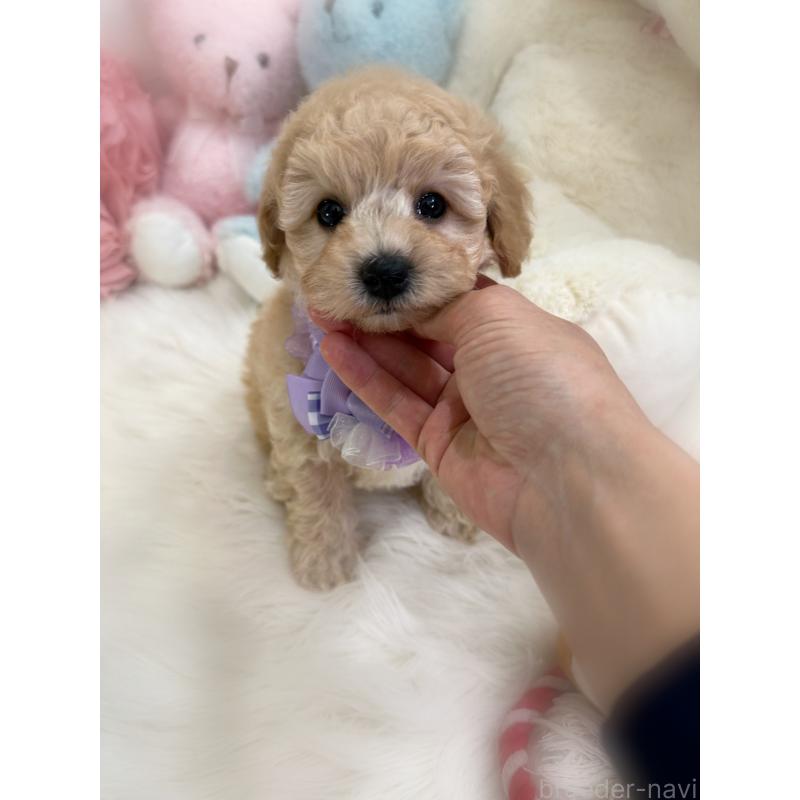 販売中の香川県のビションプー:ビションフリーゼ×トイプードル-436181の4枚目