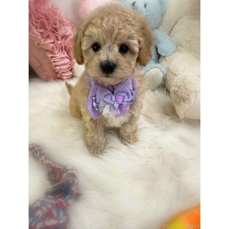 販売中の香川県のビションプー:ビションフリーゼ×トイプードル-436181の2枚目