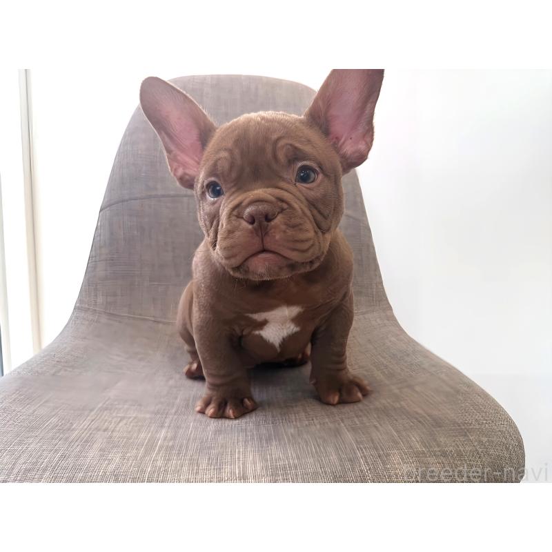 成約済の兵庫県のエキゾチックブリー-439550の5枚目