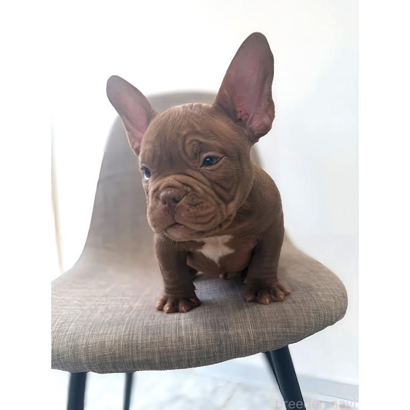 成約済の兵庫県のエキゾチックブリー-439550の4枚目