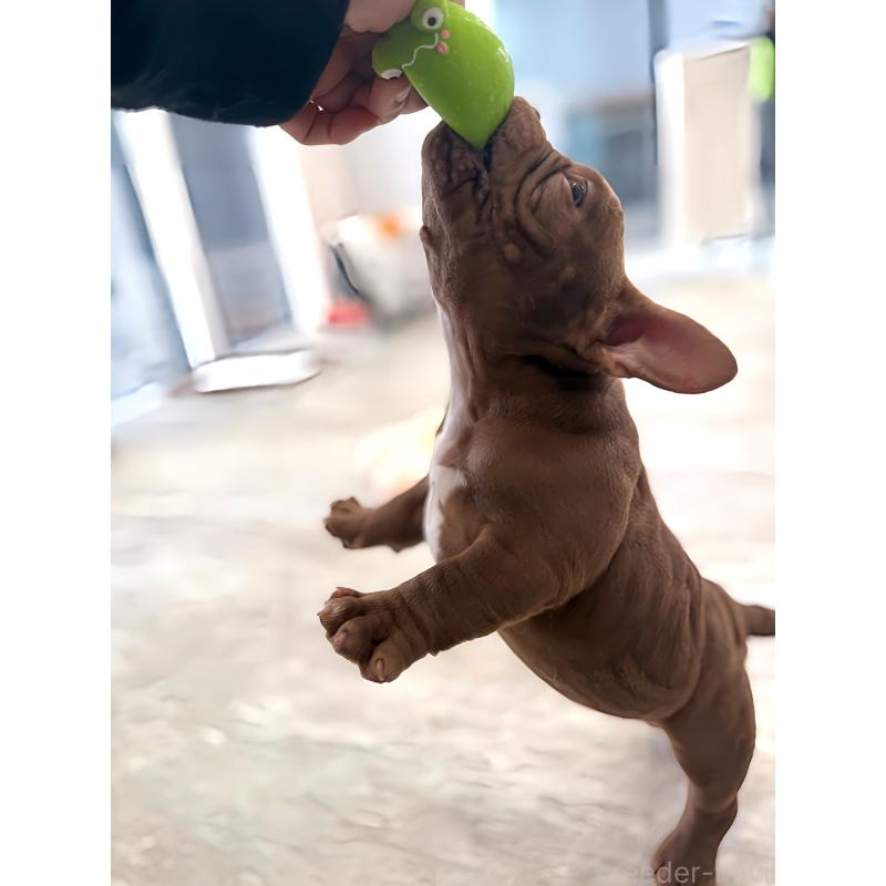 成約済の兵庫県のエキゾチックブリー-439550の2枚目