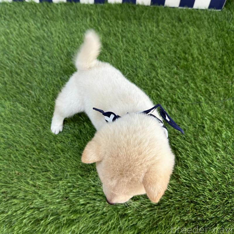 販売中の広島県の豆柴-440611の2枚目