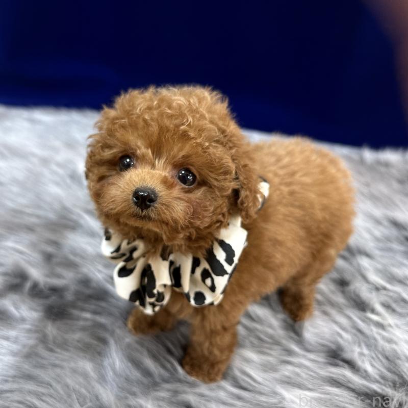 成約済の広島県のティーカッププードル-435905の4枚目