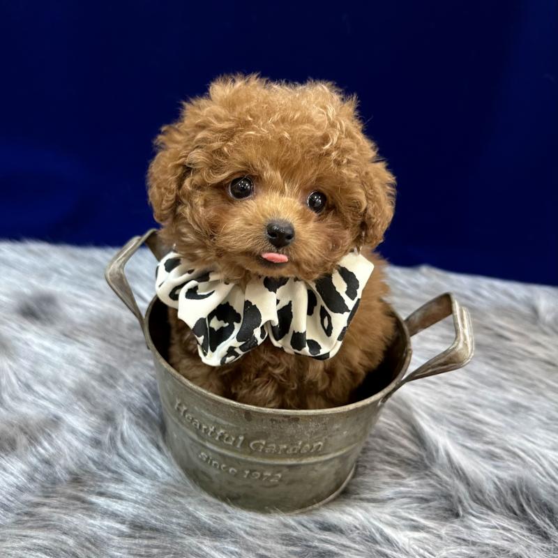 成約済の広島県のティーカッププードル-435905の3枚目