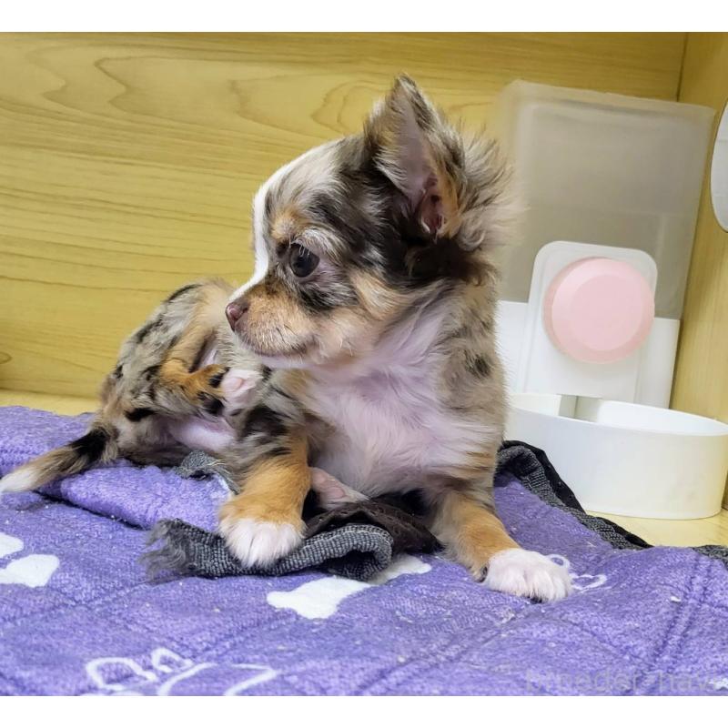 成約済の東京都のチワワ(ロングコート)-438788の2枚目