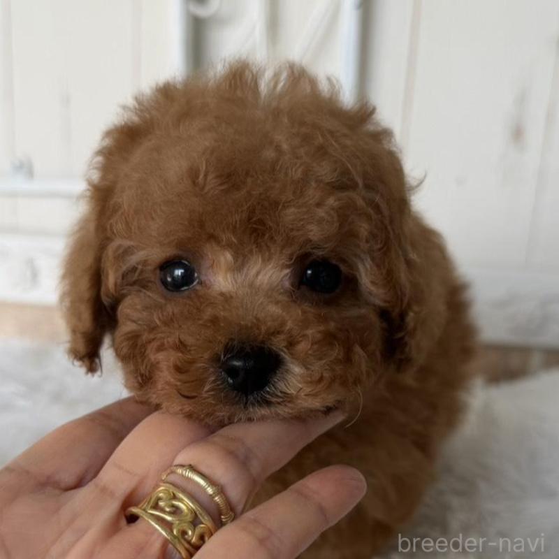 販売中の石川県のタイニープードル-440610の1枚目