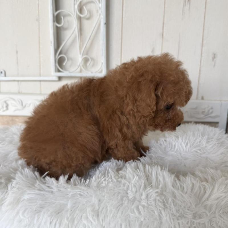 販売中の石川県のタイニープードル-440610の6枚目